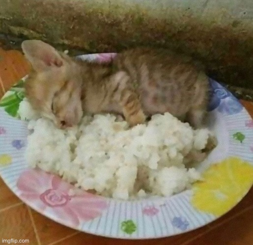 the meal | image tagged in the meal | made w/ Imgflip meme maker