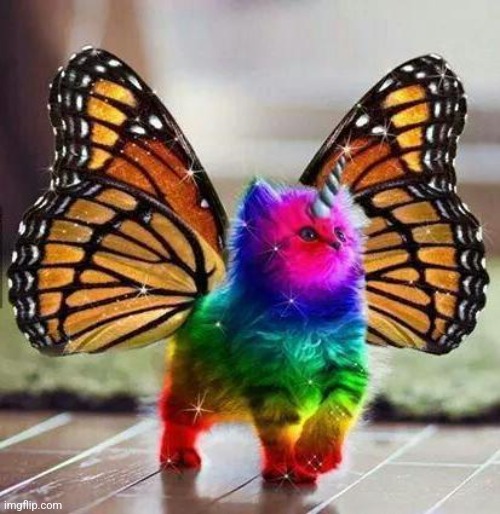 Everybody this is Gerard say hi gerard | image tagged in rainbow unicorn butterfly kitten | made w/ Imgflip meme maker