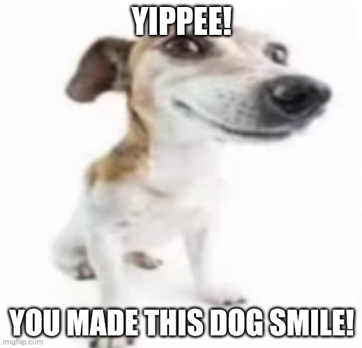 Jack Russell terrier stock photo | YIPPEE! YOU MADE THIS DOG SMILE! | image tagged in jack russell terrier stock photo | made w/ Imgflip meme maker