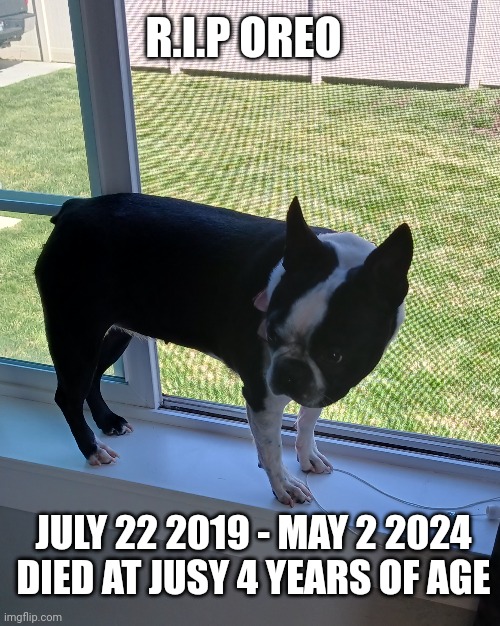 I know I said that I quit Imgflip, but the fact that my favorite dog, Oreo, died is just horrible | R.I.P OREO; JULY 22 2019 - MAY 2 2024 DIED AT JUSY 4 YEARS OF AGE | image tagged in dead,dog,rip,sad,cute dog | made w/ Imgflip meme maker