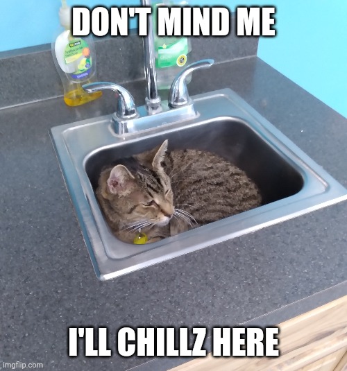 CATS SIT ANYWHERE | DON'T MIND ME; I'LL CHILLZ HERE | image tagged in cats,funny cats | made w/ Imgflip meme maker