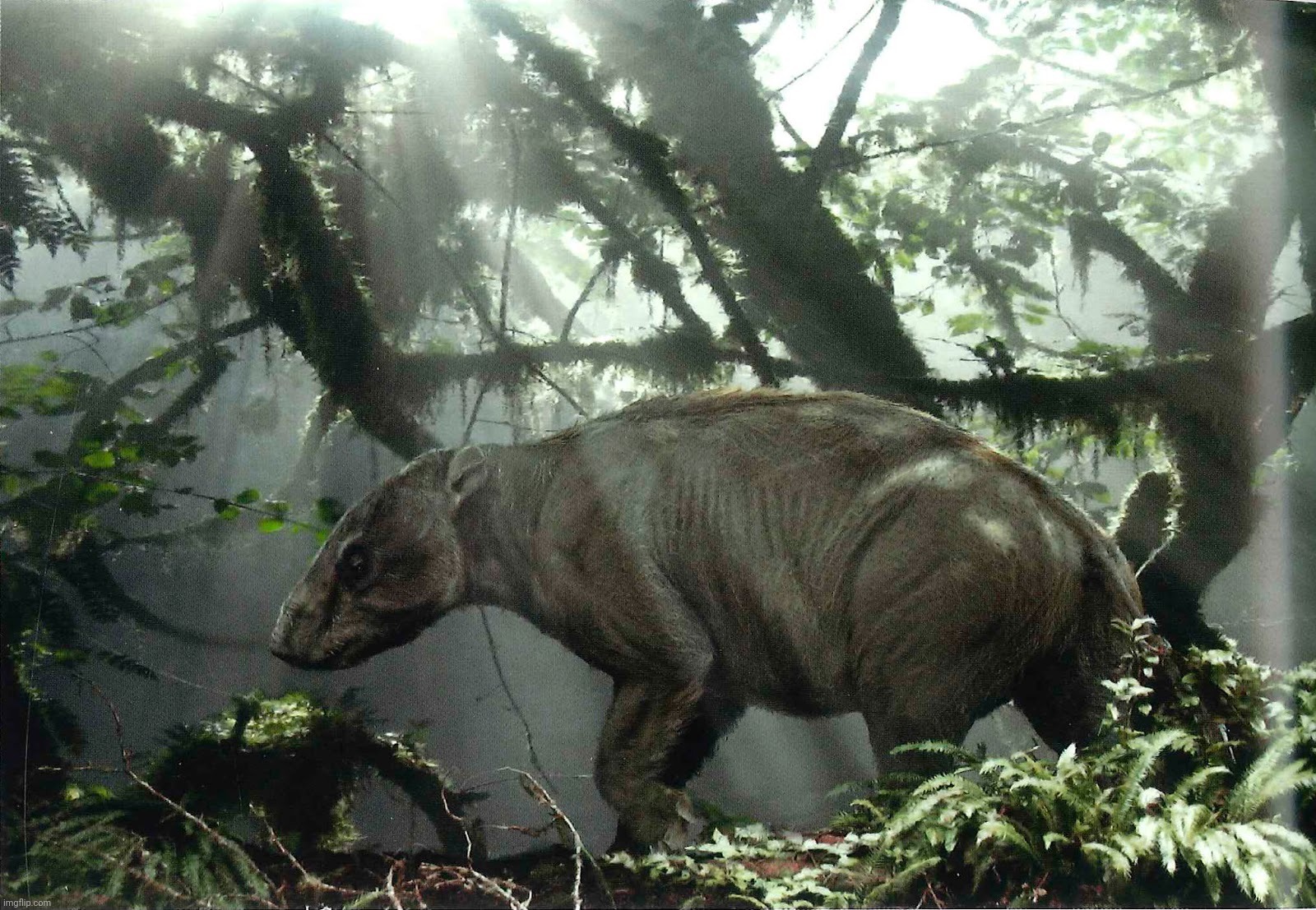 Carodnia vieirai, the largest Xenungulatan and the largest early Eocene South American mammal | image tagged in carodnia vieirai,xenungulatan,eocene,south america | made w/ Imgflip meme maker