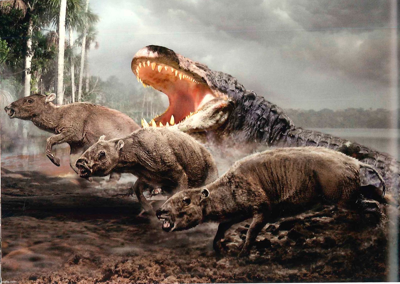 Giant caiman (Purussaurus neivensis) and smalllitopterns (Megadolodus molariformis) | image tagged in purussaurus neivensis,a giant caiman,megadolodus molariformis,litoptern | made w/ Imgflip meme maker