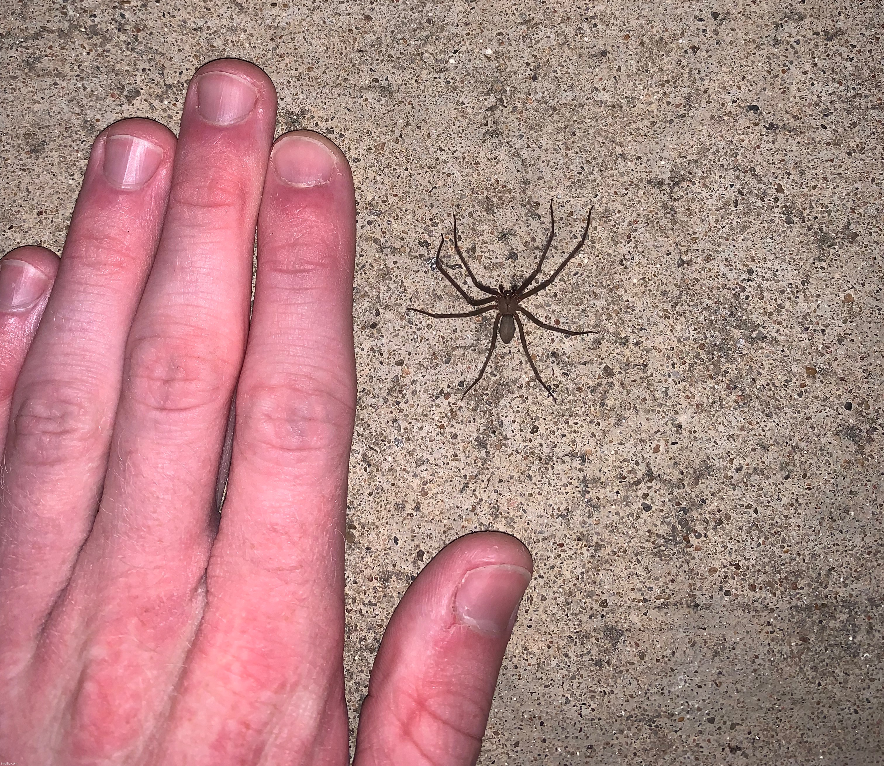 Dumb brown recluse. | made w/ Imgflip meme maker