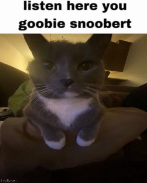 Listen here you goobie snoobert | image tagged in listen here you goobie snoobert | made w/ Imgflip meme maker