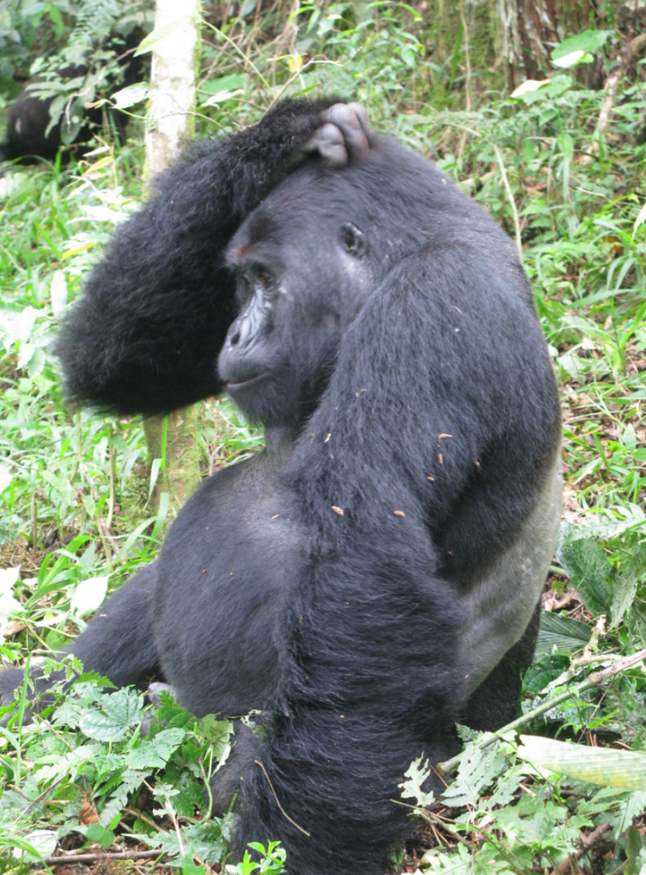 Confused gorilla Blank Meme Template