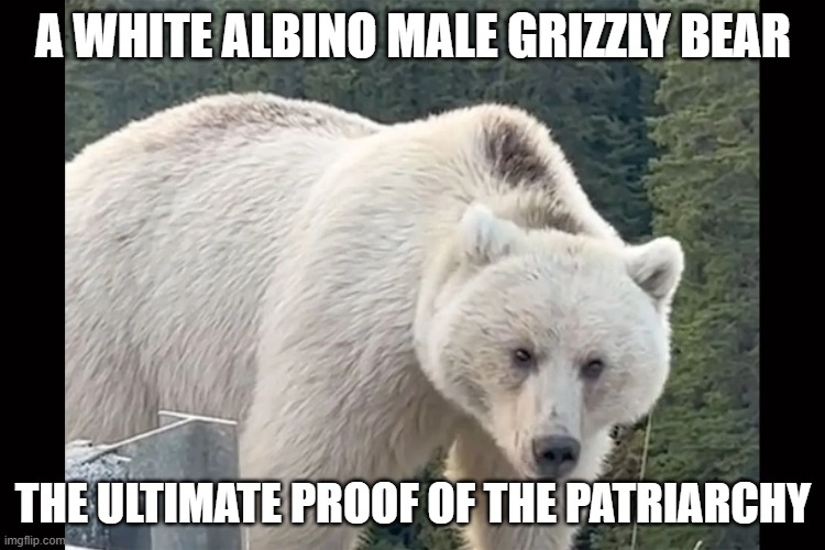Un-Bear-Able Patriarchy | A WHITE ALBINO MALE GRIZZLY BEAR; THE ULTIMATE PROOF OF THE PATRIARCHY | image tagged in peak patriarchy,bears,white man | made w/ Imgflip meme maker