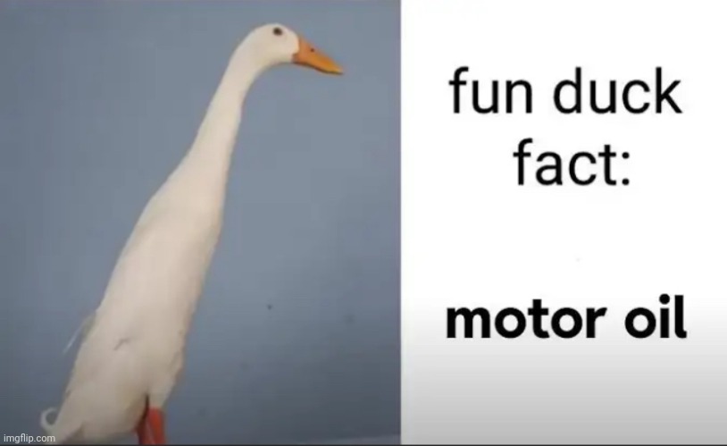 Much satisfactory | image tagged in duck,motor oil,surreal | made w/ Imgflip meme maker