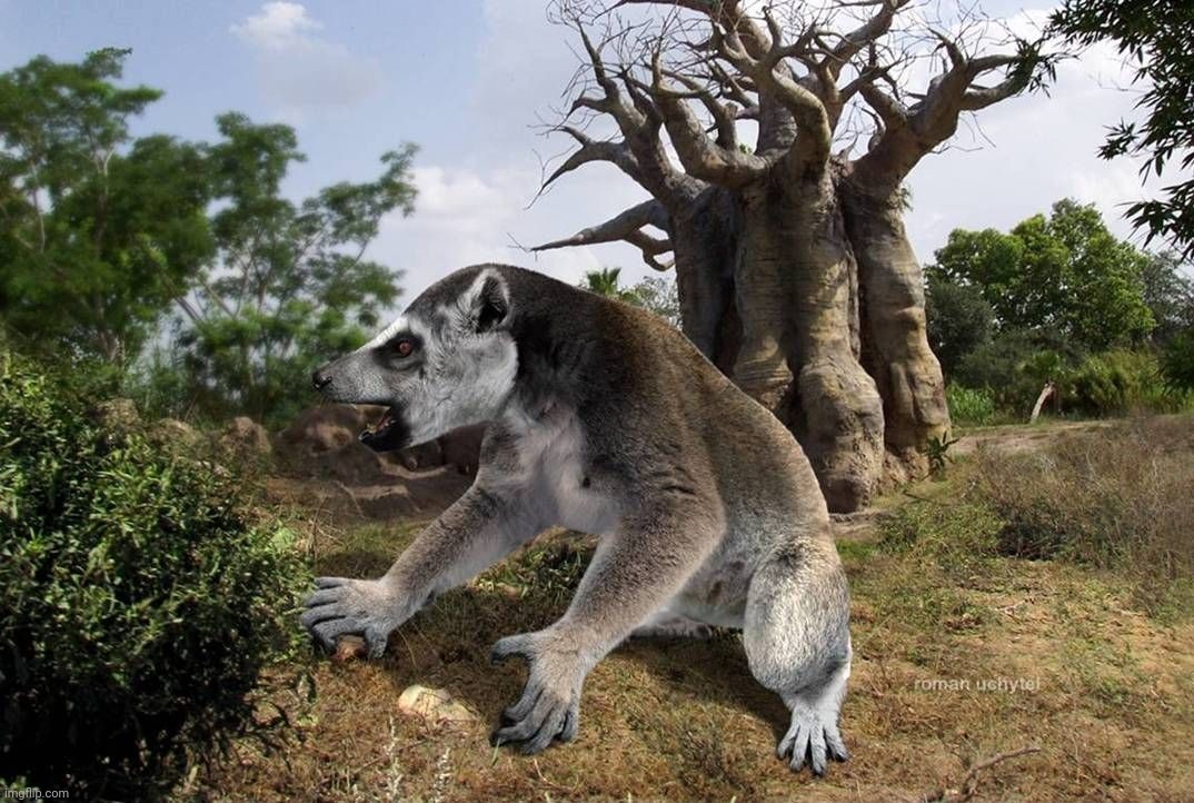 Megaladapis, commonly known as the koala lemur, | image tagged in megaladapis,koala lemur,madagascar,primate,lemur | made w/ Imgflip meme maker