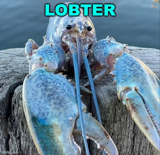 The Blue Lobster | LOBTER | image tagged in the blue lobster | made w/ Imgflip meme maker