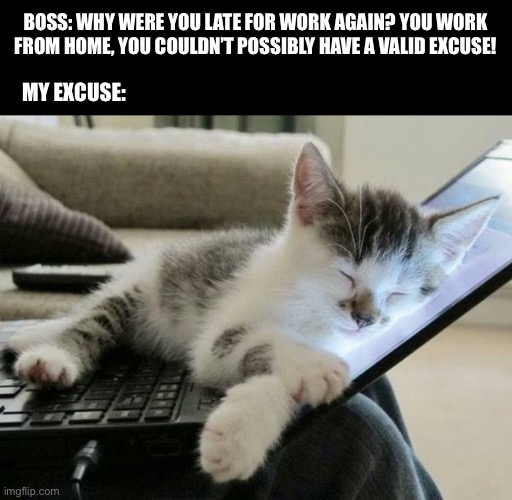 Late for work | BOSS: WHY WERE YOU LATE FOR WORK AGAIN? YOU WORK FROM HOME, YOU COULDN’T POSSIBLY HAVE A VALID EXCUSE! MY EXCUSE: | image tagged in cat sleep computer,cat,cats,work,work from home,cat memes | made w/ Imgflip meme maker