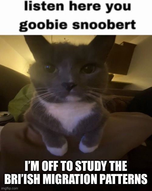 I do this every Friday. I wear clothes like a bri’ish and study them | I’M OFF TO STUDY THE BRI’ISH MIGRATION PATTERNS | image tagged in listen here you goobie snoobert | made w/ Imgflip meme maker