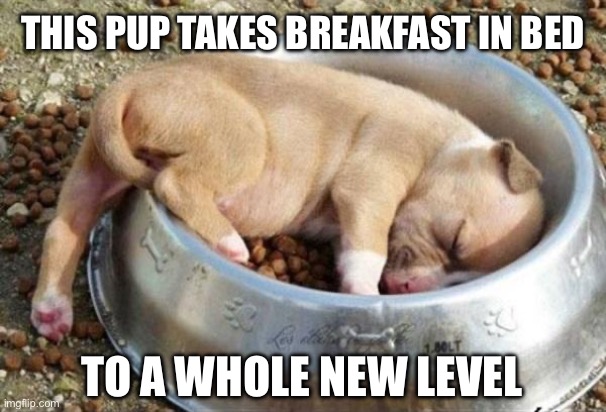 Breakfast in bed | THIS PUP TAKES BREAKFAST IN BED; TO A WHOLE NEW LEVEL | image tagged in sleeping puppy,puppy,puppies,breakfast,food,dog memes | made w/ Imgflip meme maker