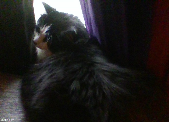posted her last night but most of yall werent on so heres my fatass cat again | made w/ Imgflip meme maker
