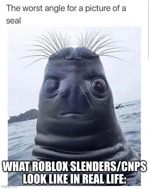 true | WHAT ROBLOX SLENDERS/CNPS LOOK LIKE IN REAL LIFE: | image tagged in funny,memes,roblox,seal | made w/ Imgflip meme maker