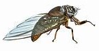 Cicadas are coming Blank Meme Template