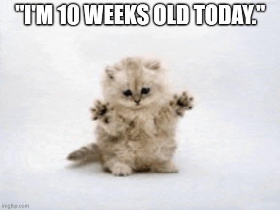 memes by Brad - kitten is ten weeks old - humor | "I'M 10 WEEKS OLD TODAY." | image tagged in funny,fun,cute kitten,cute cat,funny cat memes,humor | made w/ Imgflip meme maker