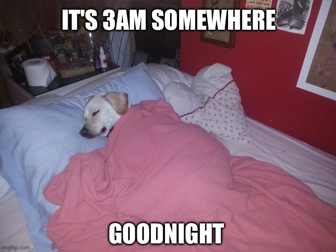 It's 3am somewhere | IT'S 3AM SOMEWHERE; GOODNIGHT | image tagged in dog sleeping,dog,dogs,dog memes,sleeping,sleep | made w/ Imgflip meme maker