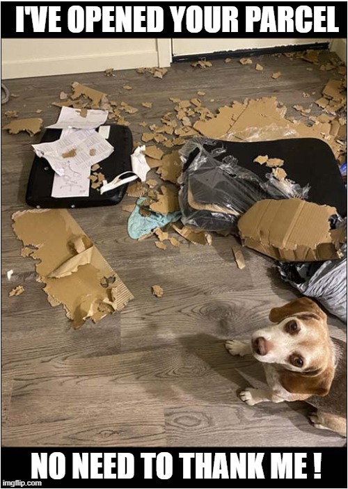 A Very Helpful Dog ! | I'VE OPENED YOUR PARCEL; NO NEED TO THANK ME ! | image tagged in dogs,parcel,destruction | made w/ Imgflip meme maker