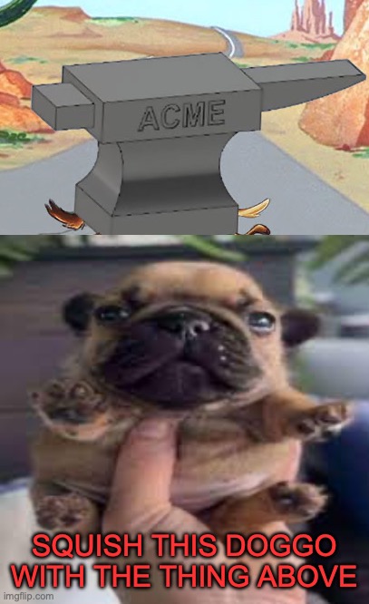 /j | SQUISH THIS DOGGO WITH THE THING ABOVE | image tagged in anvil,dog temp | made w/ Imgflip meme maker