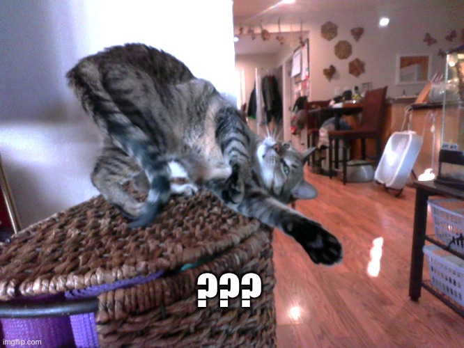 my cats weird | ??? | image tagged in cats,weird,meow,what,idk,stop reading the tags | made w/ Imgflip meme maker