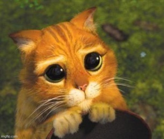 Sad Puppy Eyes Cat | image tagged in sad puppy eyes cat | made w/ Imgflip meme maker