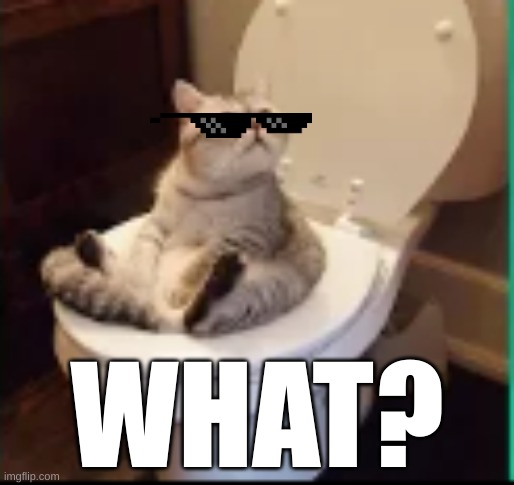 kitty poop | WHAT? | image tagged in cat,toilet | made w/ Imgflip meme maker