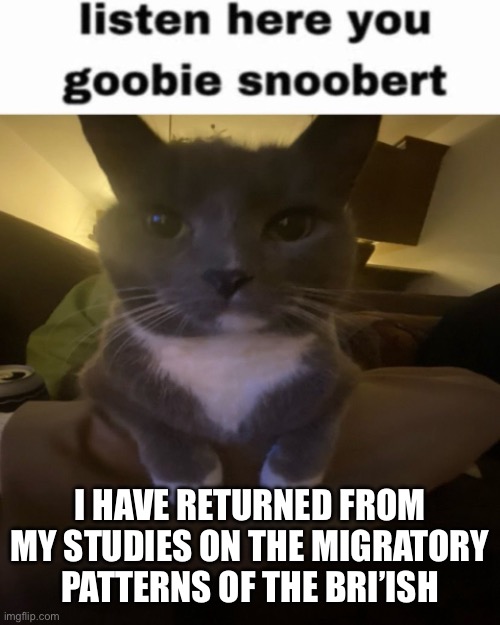 Listen here you goobie snoobert | I HAVE RETURNED FROM MY STUDIES ON THE MIGRATORY PATTERNS OF THE BRI’ISH | image tagged in listen here you goobie snoobert | made w/ Imgflip meme maker