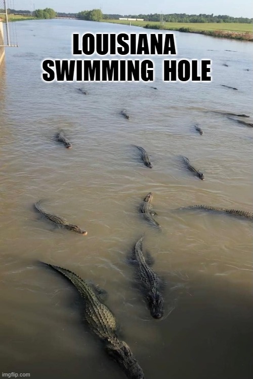 LOUISIANA SWIMMING HOLE | LOUISIANA  SWIMMING  HOLE | image tagged in gators | made w/ Imgflip meme maker