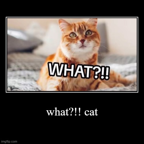 bruh | what?!! cat | | image tagged in funny,demotivationals | made w/ Imgflip demotivational maker
