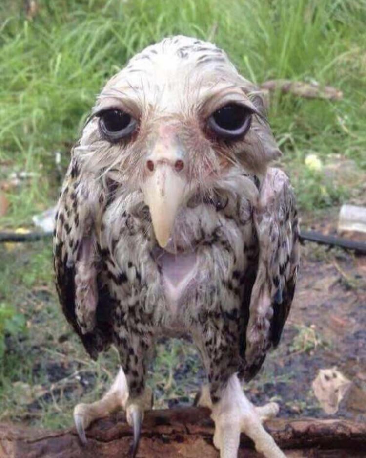 Wet owl Blank Meme Template