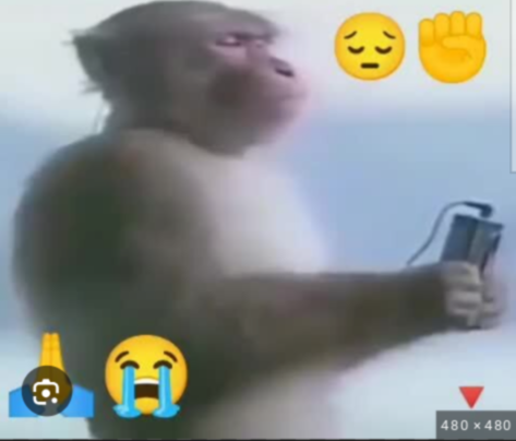 High Quality Monkey on Phone Blank Meme Template