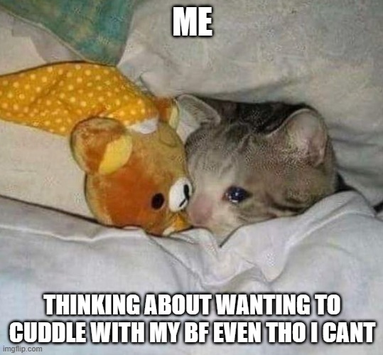 Crying cat | ME; THINKING ABOUT WANTING TO CUDDLE WITH MY BF EVEN THO I CANT | image tagged in crying cat | made w/ Imgflip meme maker