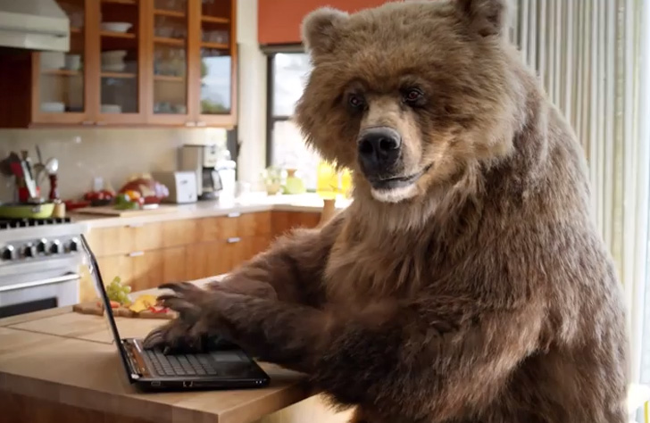 bear with laptop Blank Meme Template