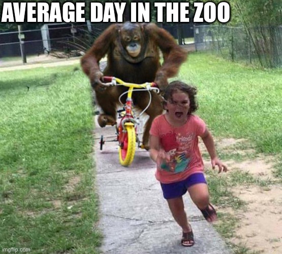Run! | AVERAGE DAY IN THE ZOO | image tagged in run | made w/ Imgflip meme maker