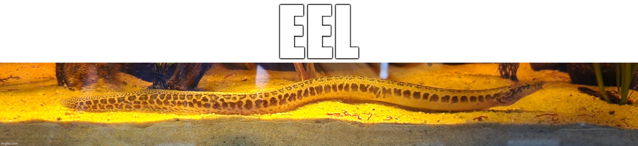 EEL | made w/ Imgflip meme maker