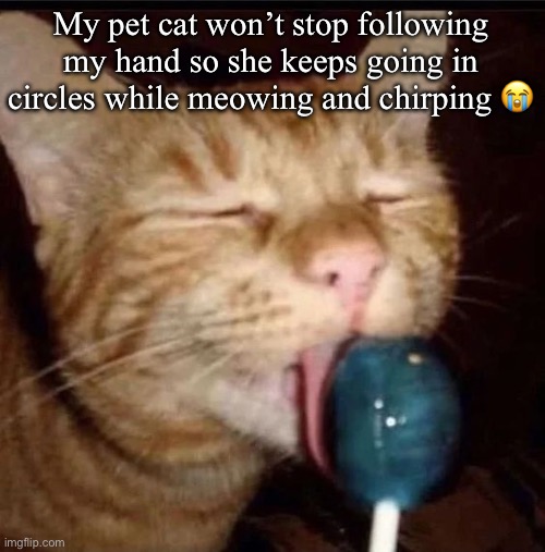 silly goober 2 | My pet cat won’t stop following my hand so she keeps going in circles while meowing and chirping 😭 | image tagged in silly goober 2 | made w/ Imgflip meme maker