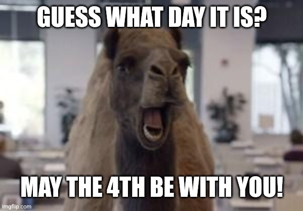 Every Star Wars fan on the 4th of May | GUESS WHAT DAY IT IS? MAY THE 4TH BE WITH YOU! | image tagged in hump day camel,star wars,may the fourth be with you | made w/ Imgflip meme maker
