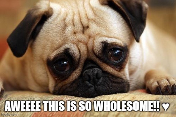 sad pug | AWEEEE THIS IS SO WHOLESOME!! ♥ | image tagged in sad pug | made w/ Imgflip meme maker