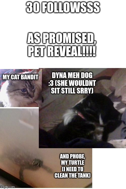 blurry photos ik :( but thx on 30 follows | 30 FOLLOWSSS; AS PROMISED, PET REVEAL!!!! DYNA MEH DOG :3 (SHE WOULDNT SIT STILL SRRY); MY CAT BANDIT; AND PHOBE, MY TURTLE (I NEED TO CLEAN THE TANK) | made w/ Imgflip meme maker