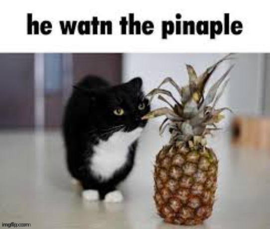 I love this feline | made w/ Imgflip meme maker
