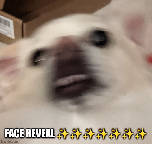 Face reveal ( this is definitely me and not my dog) | FACE REVEAL ✨✨✨✨✨✨✨ | image tagged in doggo | made w/ Imgflip meme maker