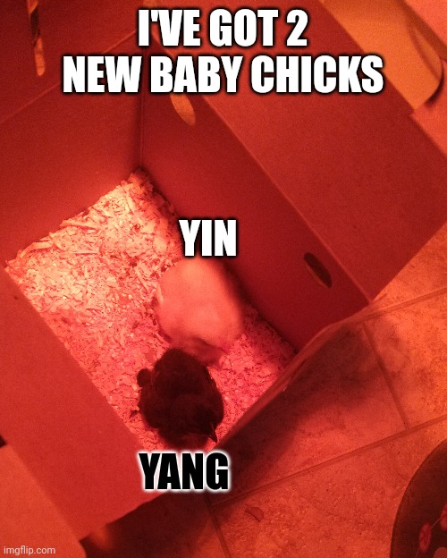 Baby chicks | I'VE GOT 2 NEW BABY CHICKS; YIN; YANG | image tagged in cute,chicks,small little cute fluffballs | made w/ Imgflip meme maker