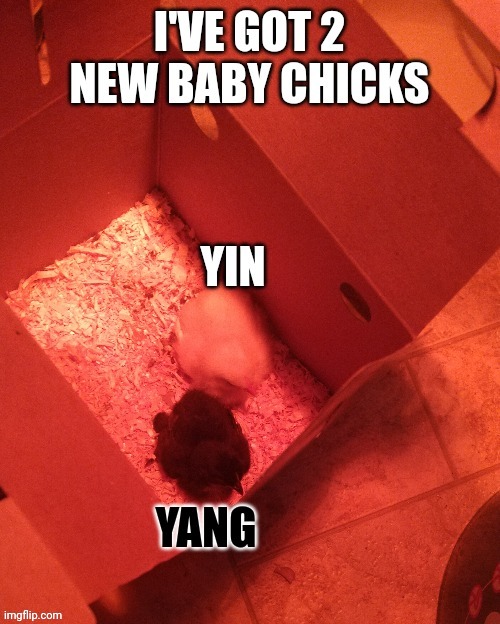Baby chicks | image tagged in cute,cute tiny little fluffballs | made w/ Imgflip meme maker