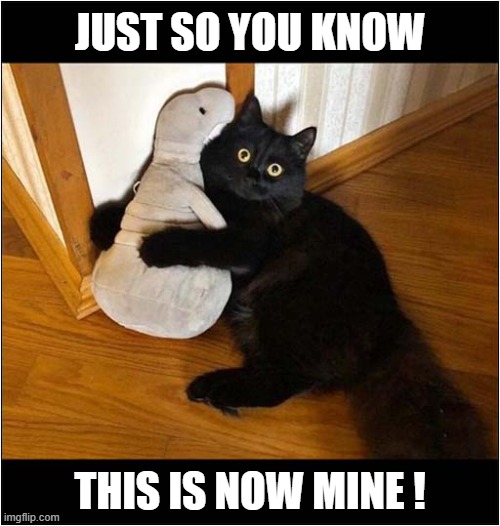 Cat With Cuddly Toy ! | JUST SO YOU KNOW; THIS IS NOW MINE ! | image tagged in cats,cuddly toy,mine | made w/ Imgflip meme maker