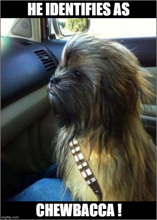 May The Fourth Be With You ! | HE IDENTIFIES AS; CHEWBACCA ! | image tagged in dogs,may the fourth,chewbacca | made w/ Imgflip meme maker