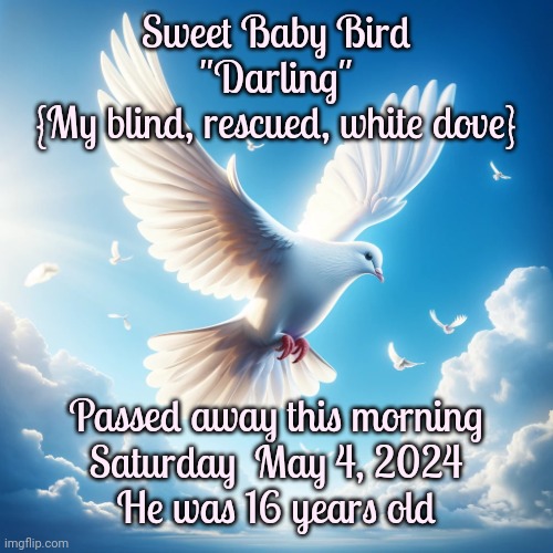 Saying Goodbye Always Hurts My Heart.  Bye Bye Sweet Baby Bird.  We love you sooooo much | Sweet Baby Bird
"Darling"
{My blind, rescued, white dove}; Passed away this morning
Saturday  May 4, 2024
He was 16 years old | image tagged in world peace,goodbye,faith,life and death,love,memes | made w/ Imgflip meme maker