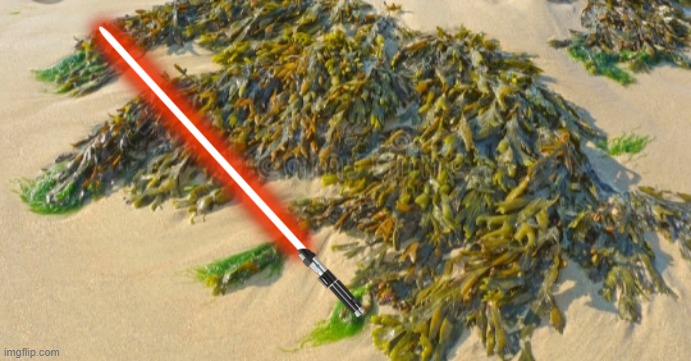 Seaweed | image tagged in seaweed | made w/ Imgflip meme maker