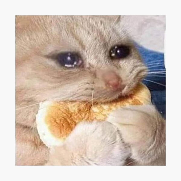 High Quality crying cat eating bread Blank Meme Template
