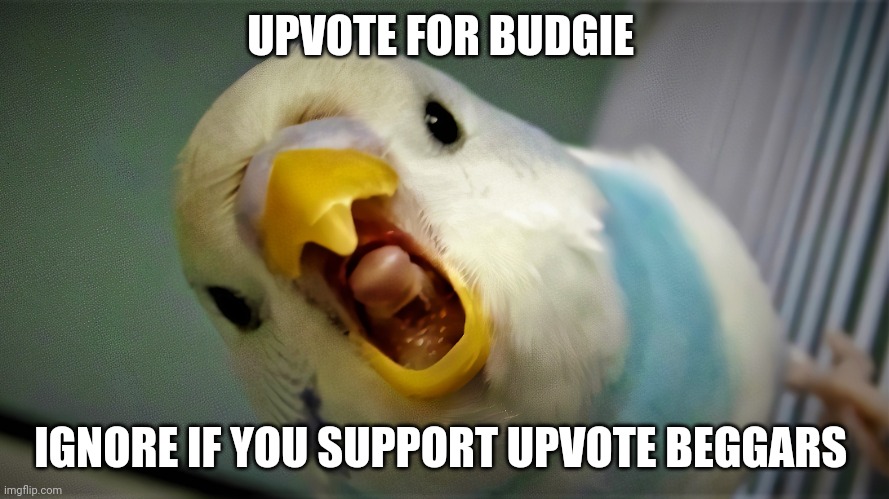 Anger Budgie | UPVOTE FOR BUDGIE; IGNORE IF YOU SUPPORT UPVOTE BEGGARS | image tagged in anger budgie | made w/ Imgflip meme maker